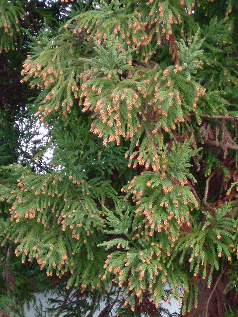 杉の花粉 ③ 全国花粉情報□花粉いんふぉ